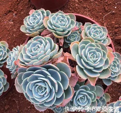 多肉容易摊大饼?教你几个小技巧,重新缀化,憋成群生肉墩子!
