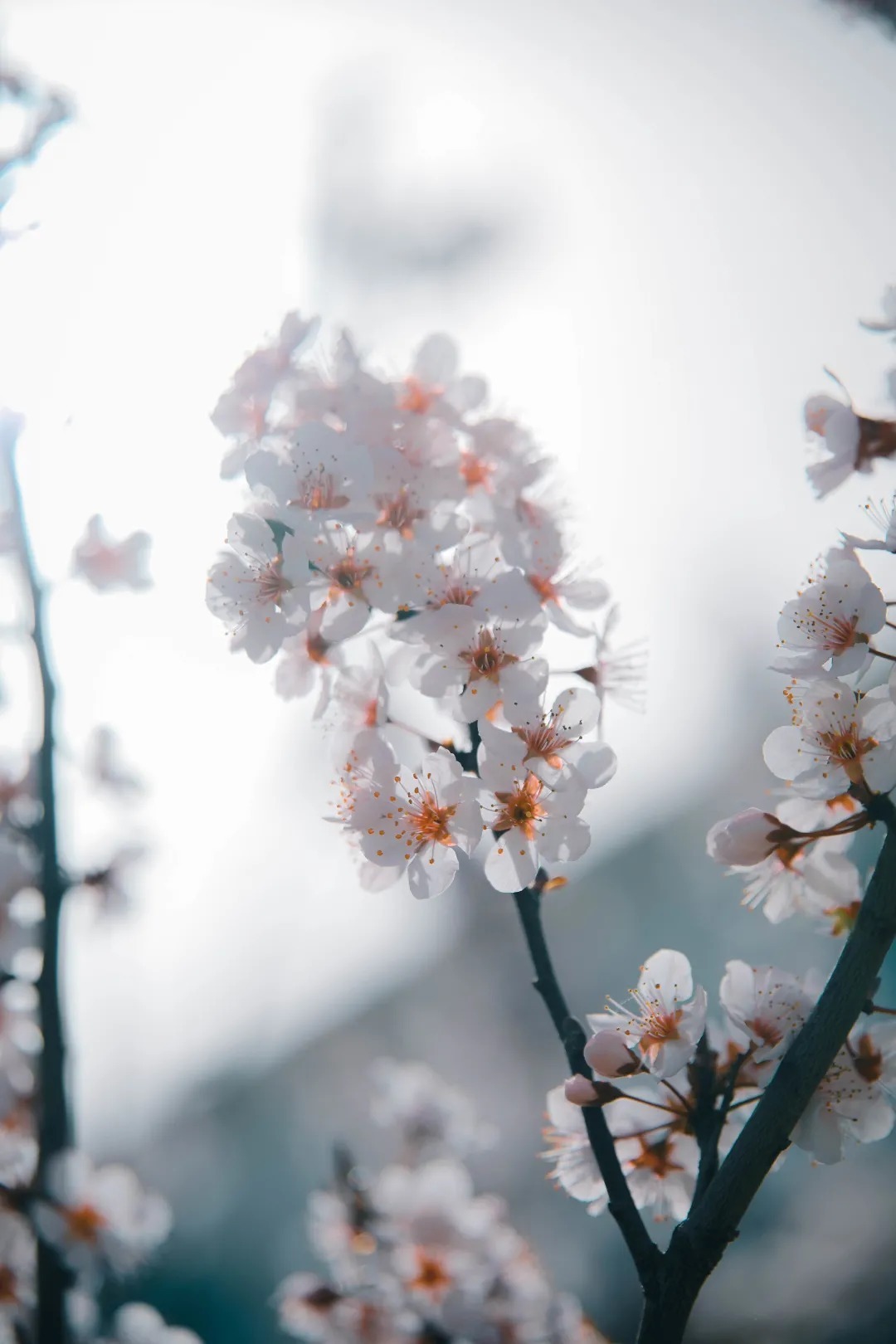 春日花儿开，相约逐梦来