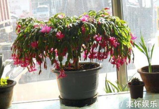 技巧|秋季如何养蟹爪兰，冬日才能花繁叶茂抓住3小技巧就够了