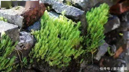 盆栽|农村常见的“1种野草”,看到别铲除,挖1棵回家,做盆栽很漂亮