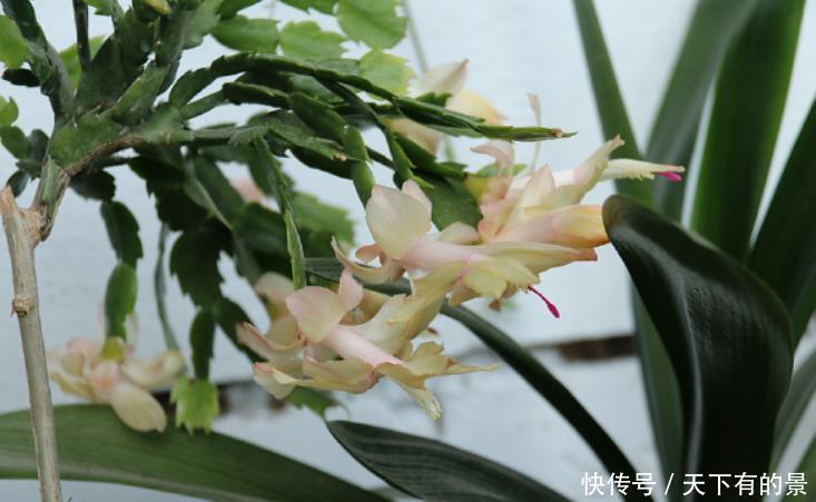 养蟹爪兰要舍得“掰”,生长季节长叶多,花期才能花开不停