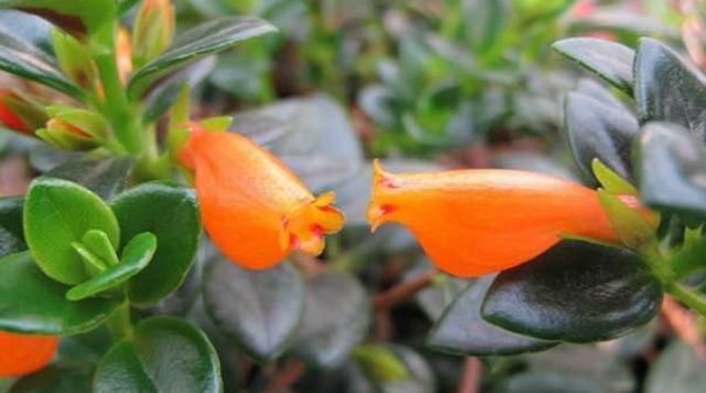 金鱼|金鱼花蕾不生长,枯萎,注意保育,有序地盛开,不枯萎