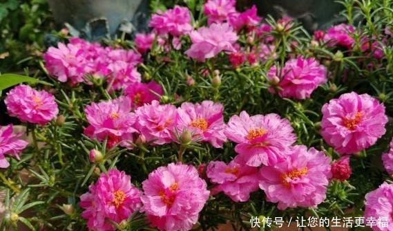 适合扦插的“4种花”,沾土就活,想练手可以养,轻松繁殖一大片!