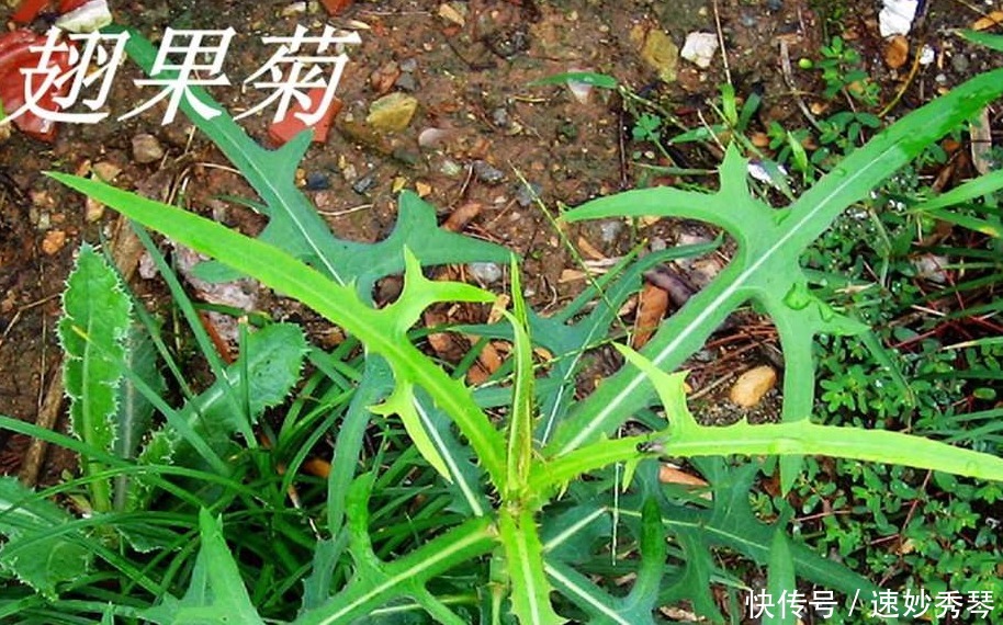 野生苦菜知多少，看图识苦菜