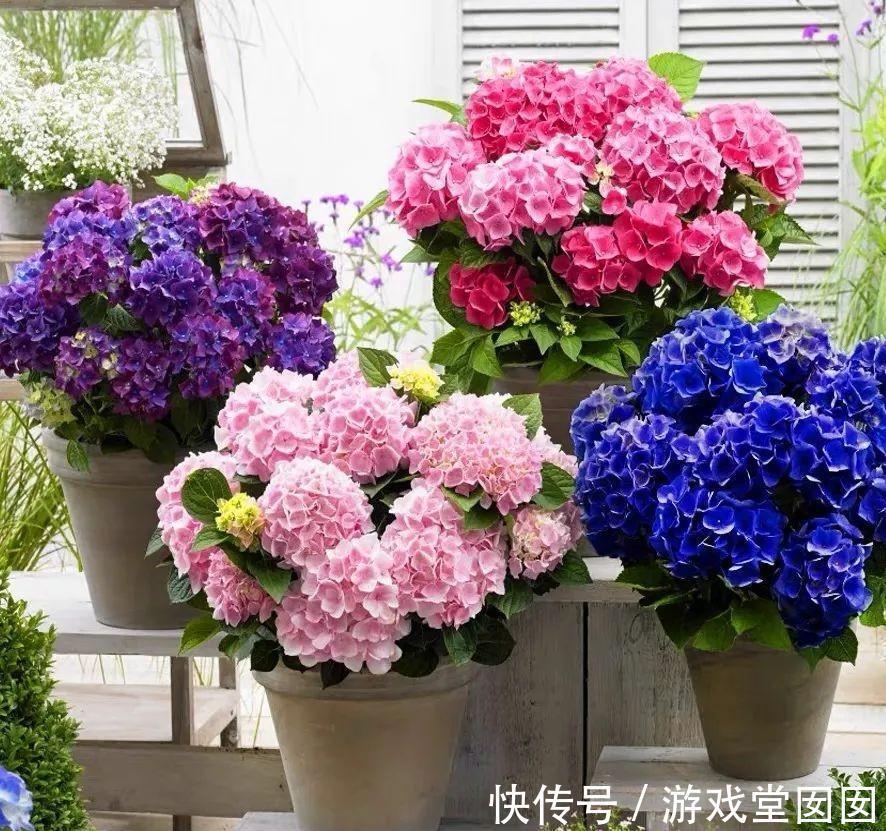 养花不会浇水吗?六大口诀记心间,养啥都能长得旺