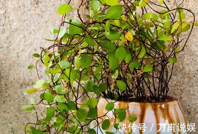 吊兰|家里人容易“散财”,一旦养了这3种花,感觉一分钱都不会丢!