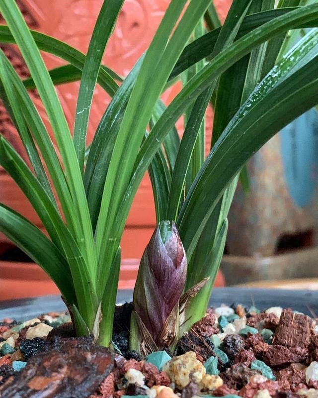 兰花上盆,5个窍门细节做足,根系深,花箭窜,兰花多又香