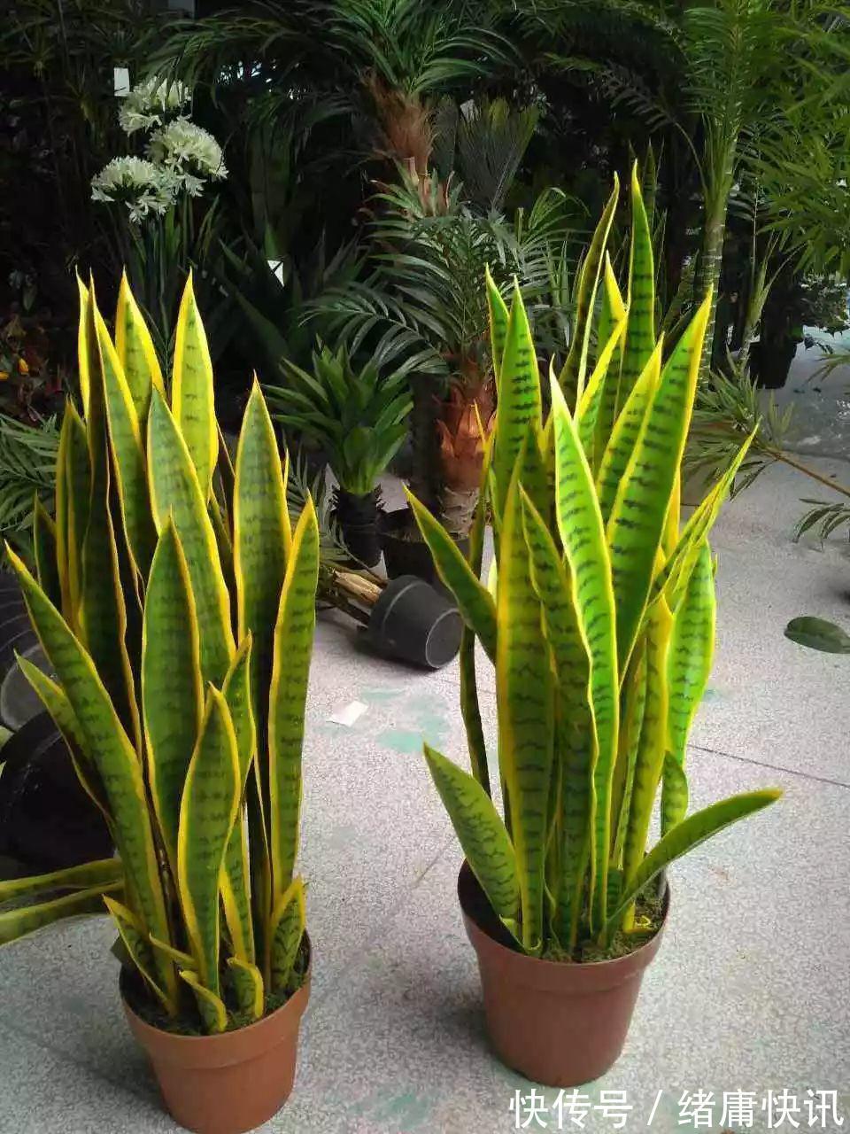 牡丹吊兰|4种花能观赏能“养人”,建议养几盆,好看又利于健康