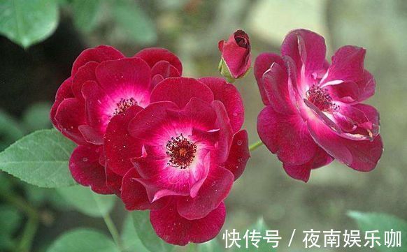 葡萄|喜欢养菊不如养盆“葡萄冰山”，株型饱满，花大色艳，适合盆栽养