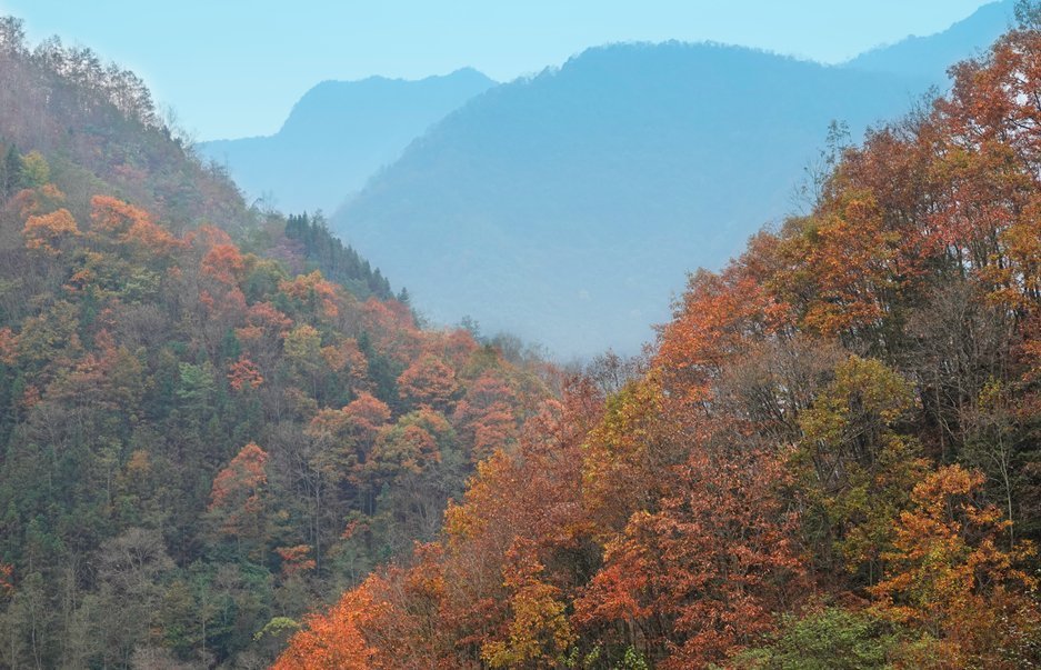 徐塘|平武有座山红透了！山上这条云端上的彩林公路秋色如画