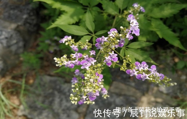 在山上摘一种野生植物的种子塞枕头，一挨枕头就睡得香甜