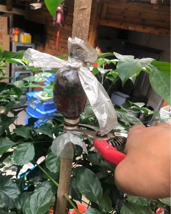 养花技巧:给花切个小口子,埋土里100%生根,根本不用扦插!