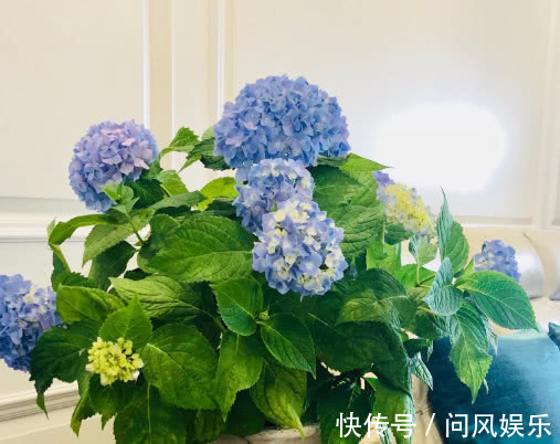 绣球花怎么扦插教你3个小妙招,扦插后不仅快速生根长势还旺盛