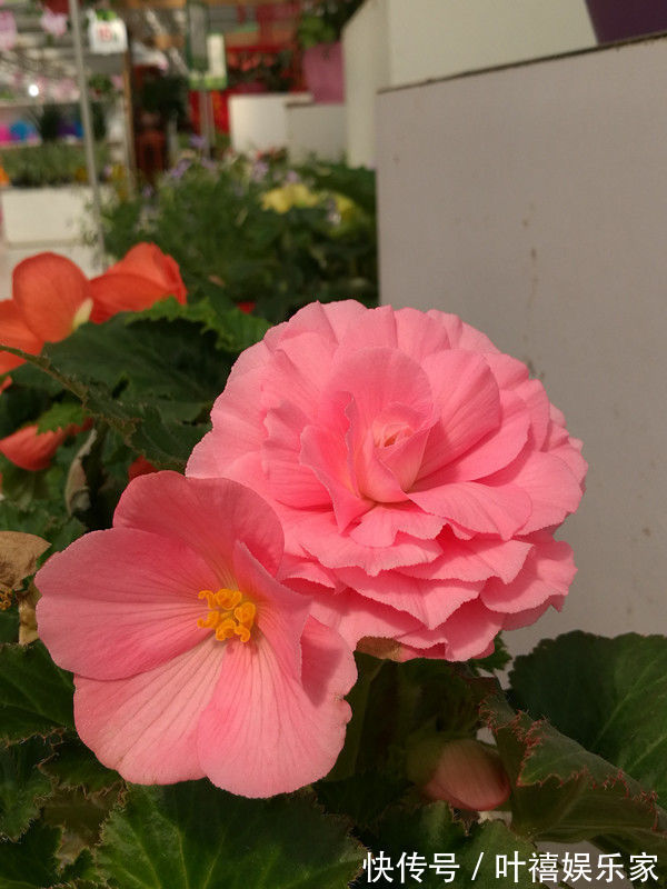 球根海棠|此款几款花卉,美如玫瑰,仙气十足,四季花开不停,阳台变花海