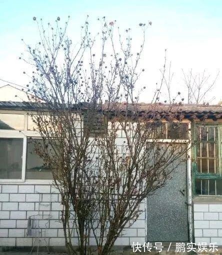 门口养棵大花树,风吹就开花,20年变成传家宝!