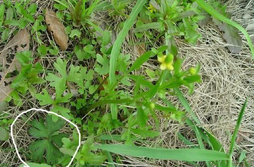 功效|乡下这种长有“猫爪子”的野草，有治头痛、牙痛功效，还能除脚廯