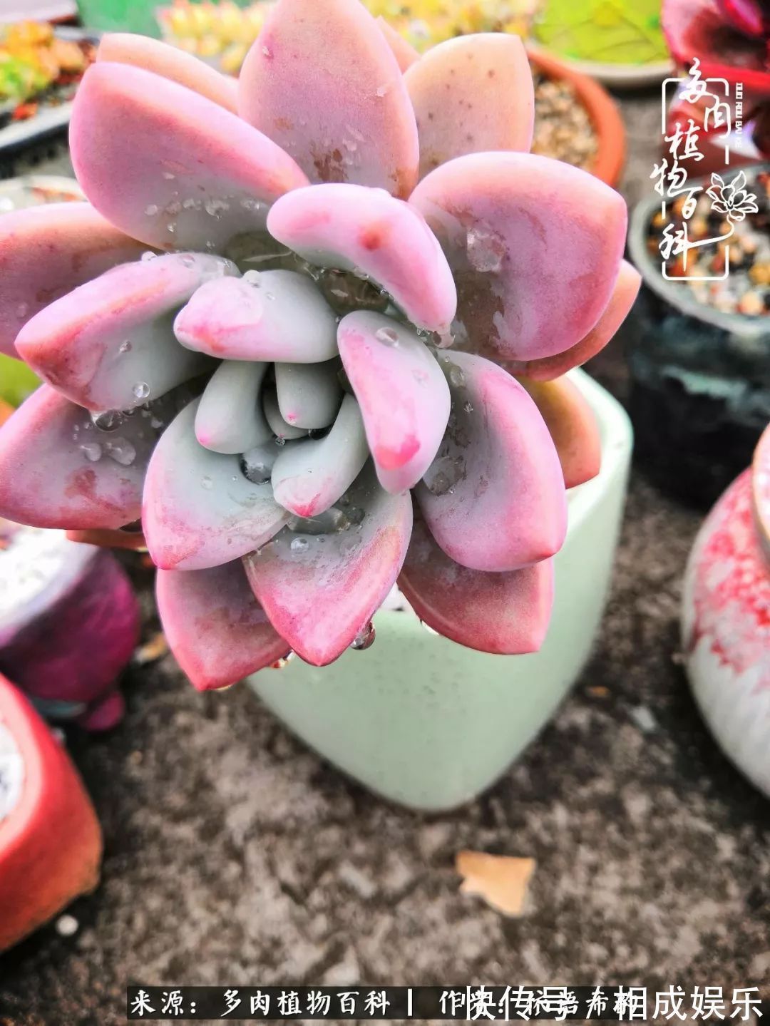 何以解忧，唯有多肉！目光所及，皆是喜欢！