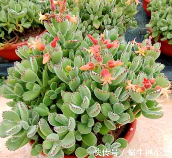 花友|盘点6种适合秋天养的多肉,颜值高好养护,越晒越漂亮,值得拥有