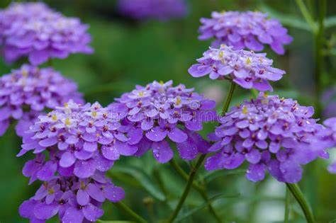 紫色的花朵，释放出美丽动人的香味