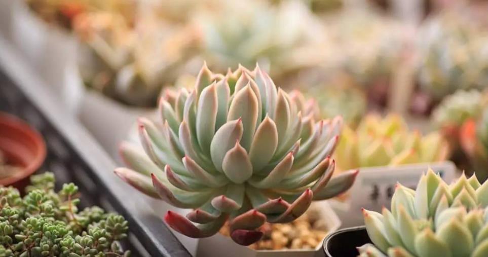 养护|养多肉,不是任何时候都该控水!