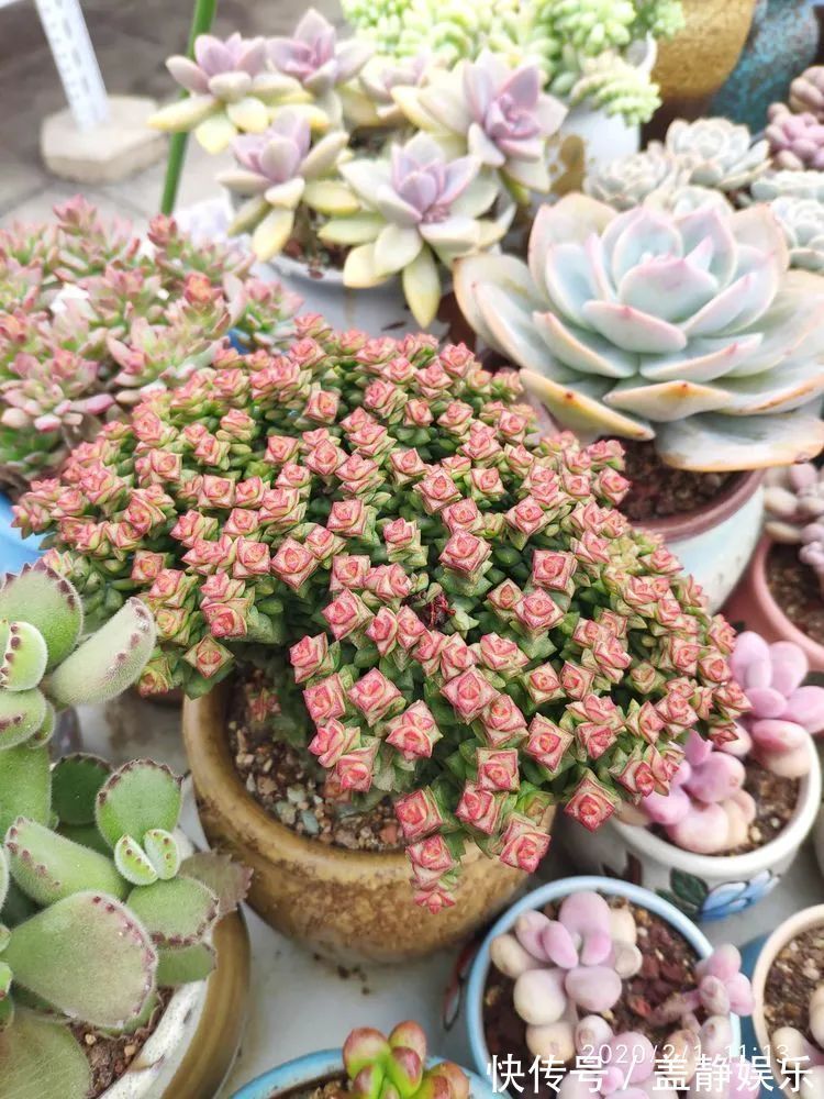 多肉是戒不掉的瘾!多肉小白入坑一年小记!