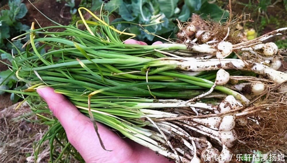 它被誉为“天然的青霉素”,隔三差五吃一次,大人小孩少生病!