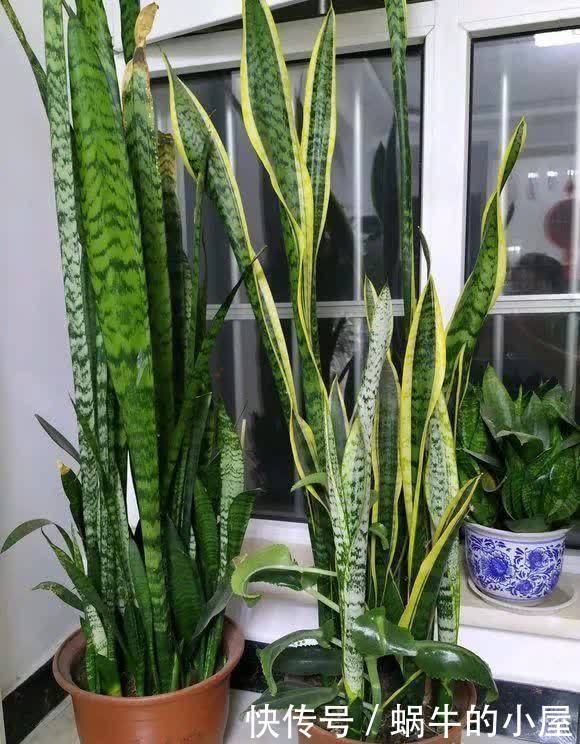 4年,把“虎皮兰”养成1棵小树,长到2米高,还不舍得剪