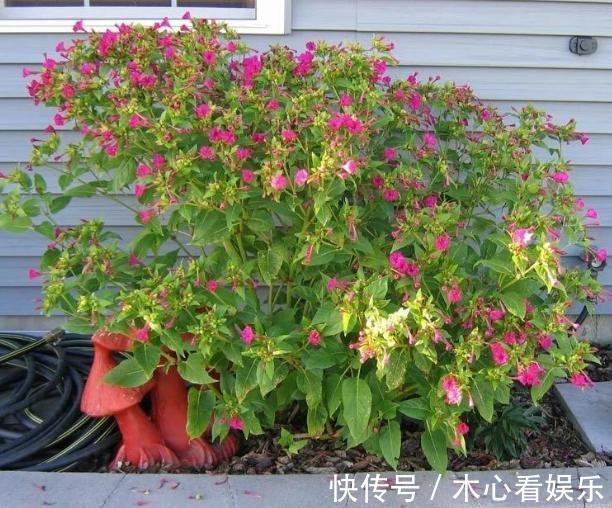 紫茉莉，又名胭脂花！居家盆栽注意4个小方法，叶绿花多！