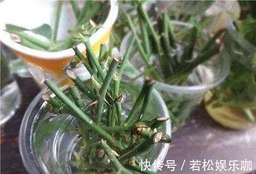 花卉|生根剂不用买，用家家都有的“小东西”，2分钟就能制出来