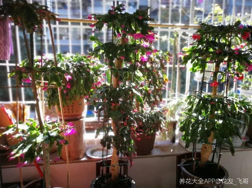 最小的盆，养最牛的花，还能开爆盆，真牛！