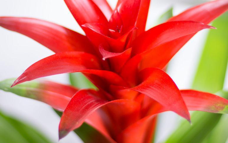 财运|再穷也要养盆它,招财运,旺家宅,越养越气派