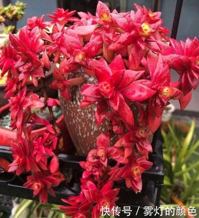 8款红色系多肉，阳台载几盆，家里红火又喜庆