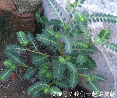 野菜|感冒咳嗽老不好,不要不停吃药,不妨试试此野菜,化痰止咳润肺