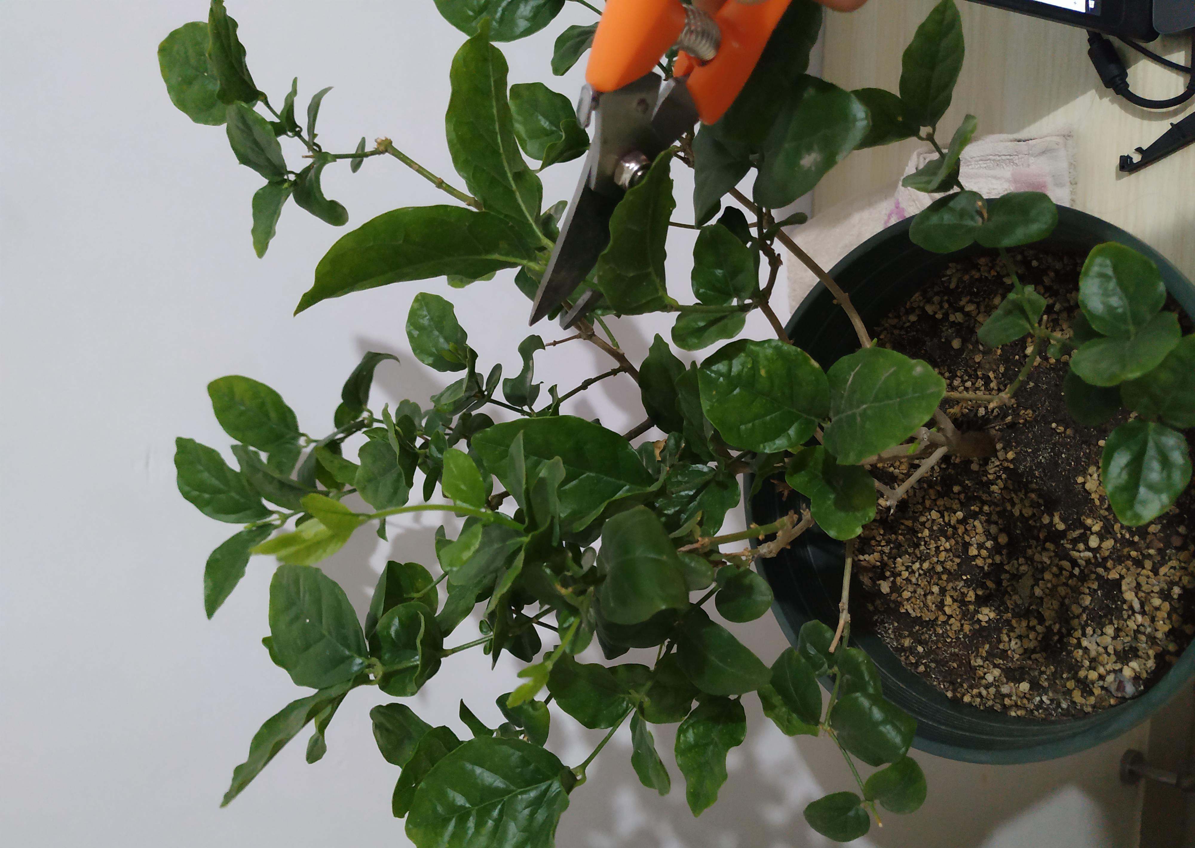 长寿|三角梅长寿花不开花？用点“小手段”，催出满盆花苞，就是欠修理