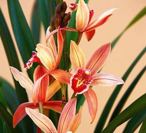 这款兰花号称“爆盆小能手”,花色妖娆,花香味最浓,现正值花期