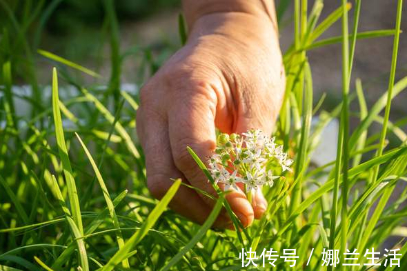 腌韭花酱|腌韭花酱，只放盐还不够，多放1样水果，更香更浓郁，存放时间久