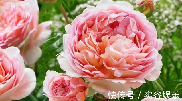 这种月季果香味浓郁，多季节开花，抗病性佳，花朵大，颜色仙！