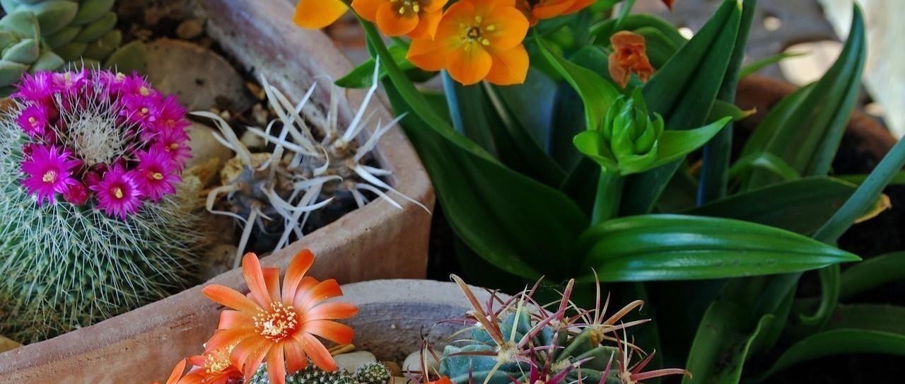 在多肉花盆上放一层石头,竟有这么大用处,涨知识了!