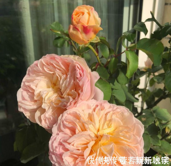 名花|此花貌美,仙气十足,一年开300多天,花量大又好闻,是月季名花