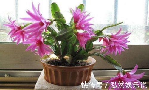 我是你的生活当当家|家里养什么花都行，唯独这三种千万不要养，我也后悔现在才知道！