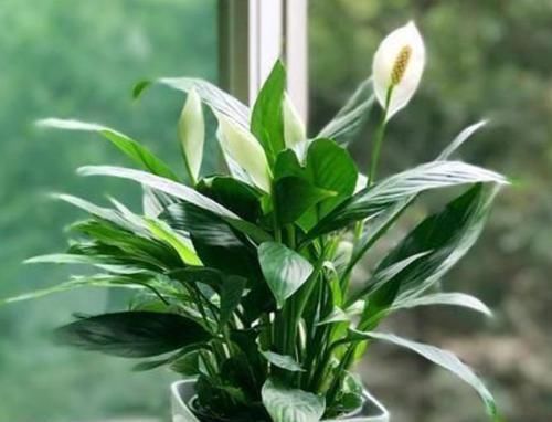 4种花很耐养,沾土就能活,添绿意清空气,格调品味高!