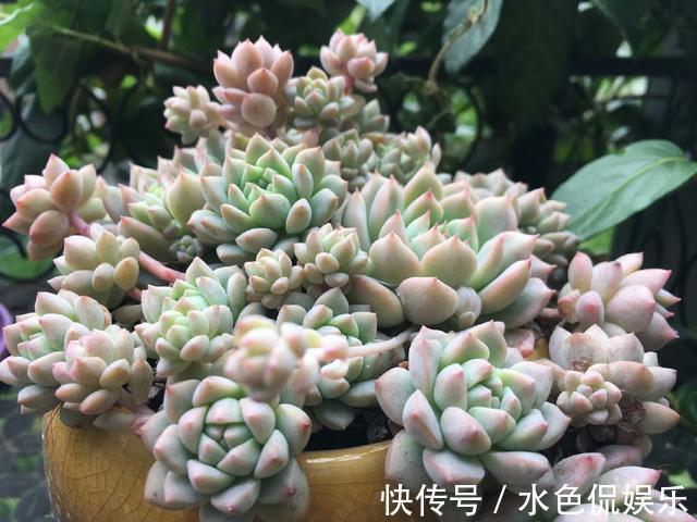 多肉|三伏天买入的多肉总是烂根不活原来是上盆前少做一步,知晓不晚