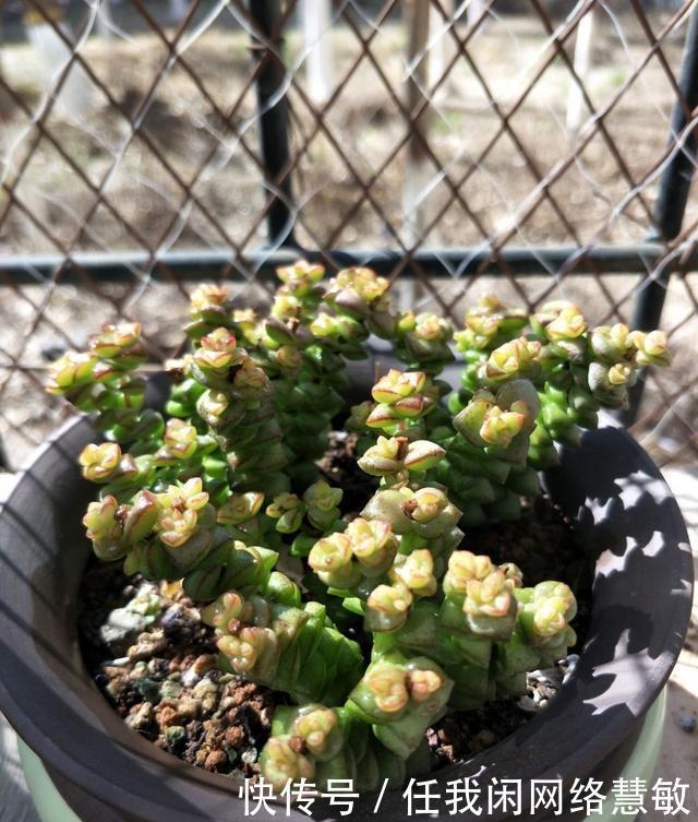 养了三年,多肉终于给点颜色瞧瞧了