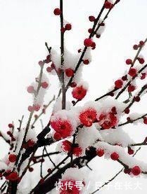 打动|推荐古言完本《喜上眉头》,青梅竹马两小无猜的感情最打动人!