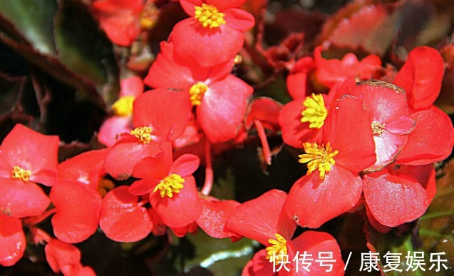 四季兰|家里阳台就养这些花朵,超好养,开花就爆盆,花大色艳,开花超美