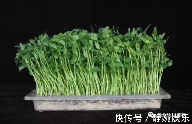 麻豌豆|学会纸上种菜，在家就能做菜农，青菜不用买！