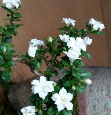 喜欢盆景就养它，1个枝能扦插，6月开花多又美，美过金枝玉叶