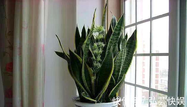 你知道虎皮兰还能开花吗只需做“3点”,开花简单,清香飘满屋