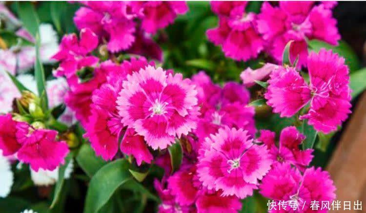 超好养的“4种花”,人人都喜欢,花朵烂漫迷人,美爆了