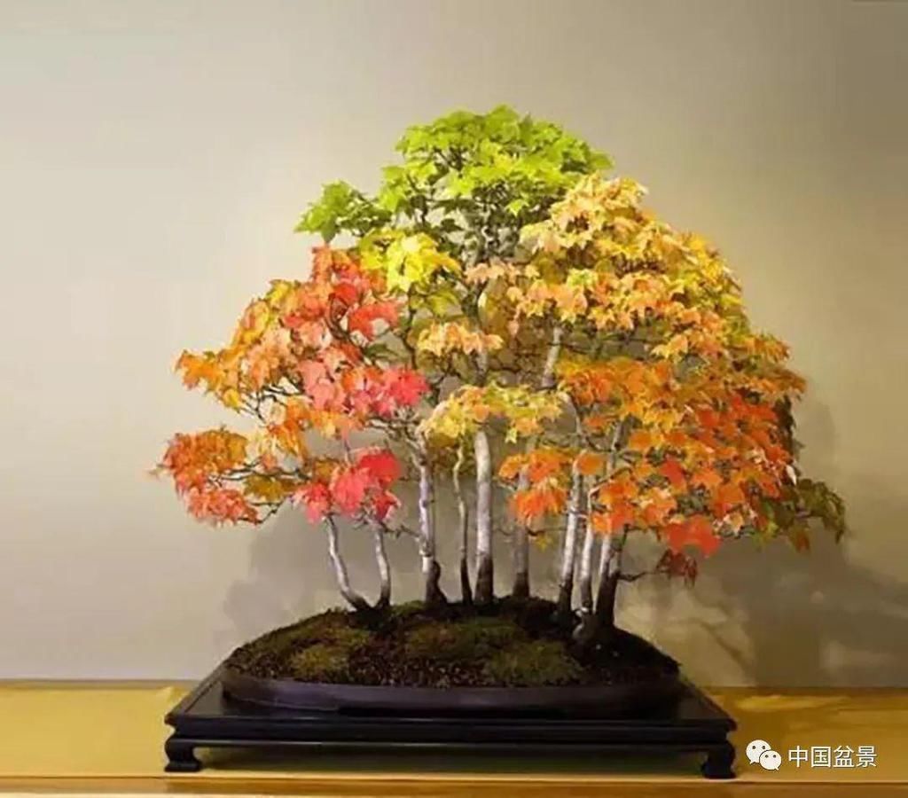 养殖|盆景养殖不在多而贵在精,你能养成这样吗?